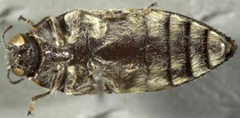 Media type: image;   Entomology 2733 Aspect: habitus ventral view
